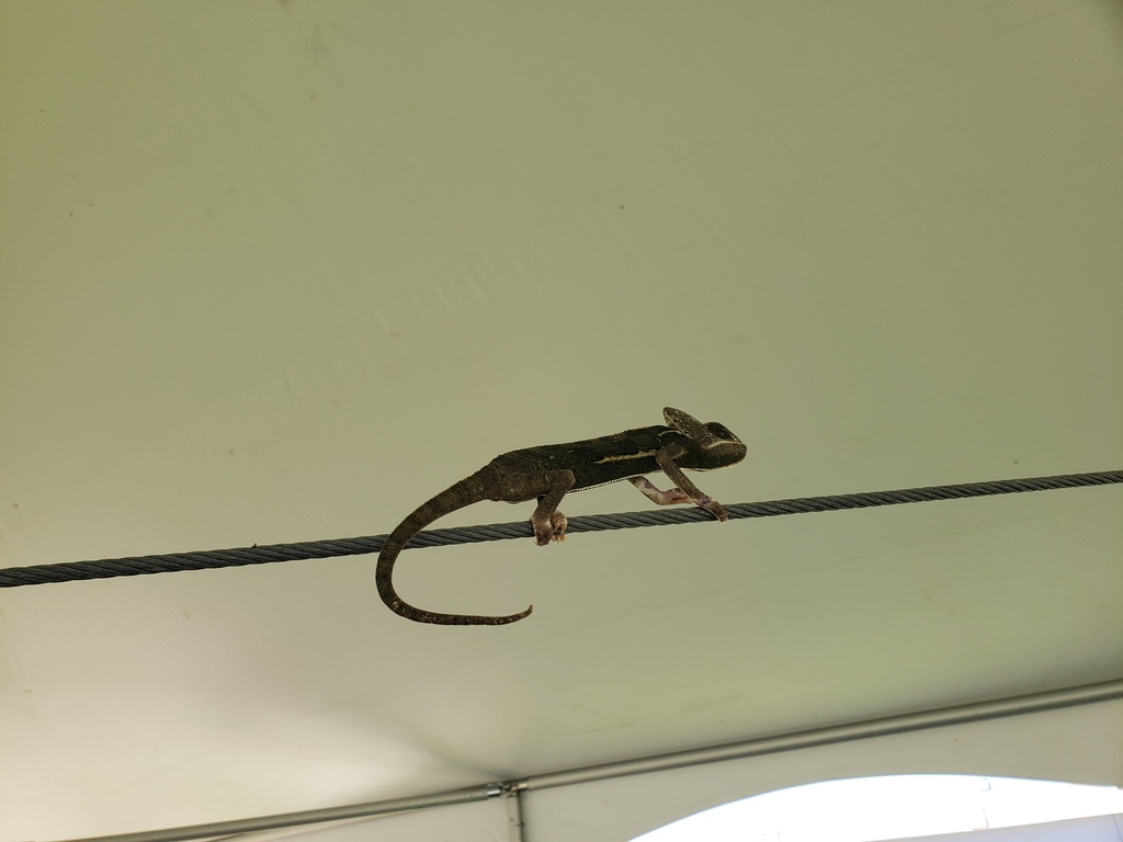 Gary the Gecko